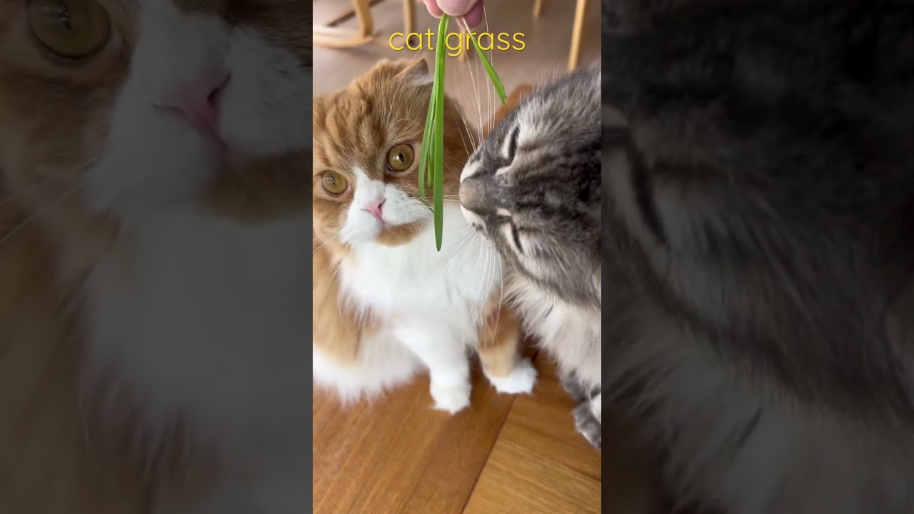 久々の猫草　cat grass #cat #cats #pets  #スコティッシュフォールド #ノルウェージャンフォレストキャット #animals