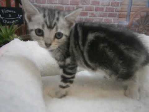 635206 アメリカンショートヘアー