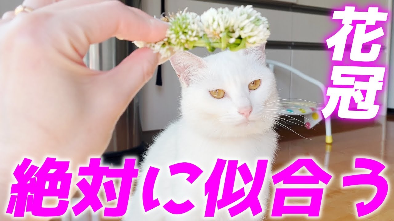 姫様すぎる庭子猫に花かんむりが似合わない訳がない！件…笑[三毛母猫の子猫]