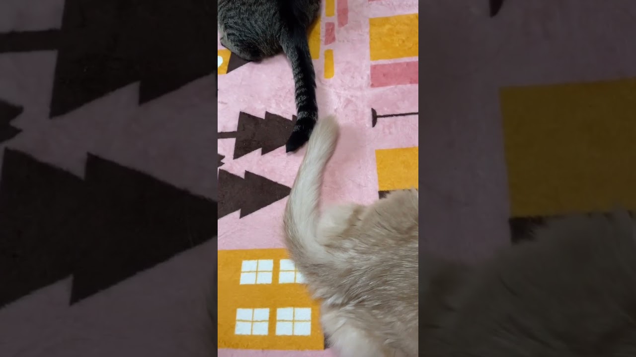 寄り添う尻尾⭐︎#shorts # #猫 #ソマリ #キジトラ