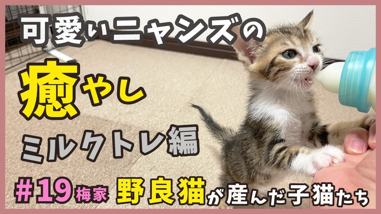 生後１ヶ月の子猫は癒しが満載！ミルクいっぱい飲むぞ編。【梅家19・子猫の誕生から成長まで】kitten