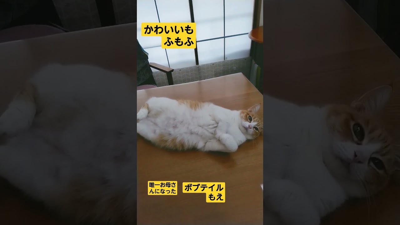 ボブテイルもえ #ネコ