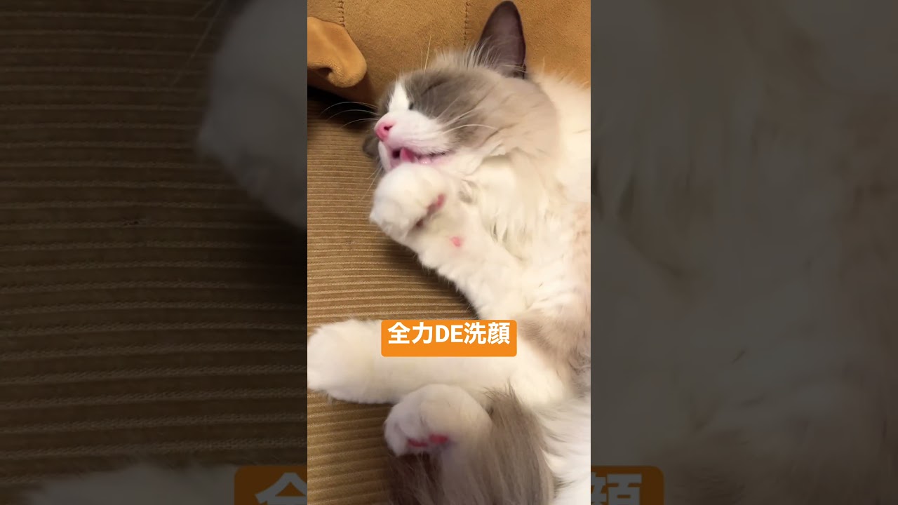 ラグドールの洗顔 #猫のいる暮らし #cat #猫 #ragdoll #ネコ #ハチワレ #毛繕い #shorts