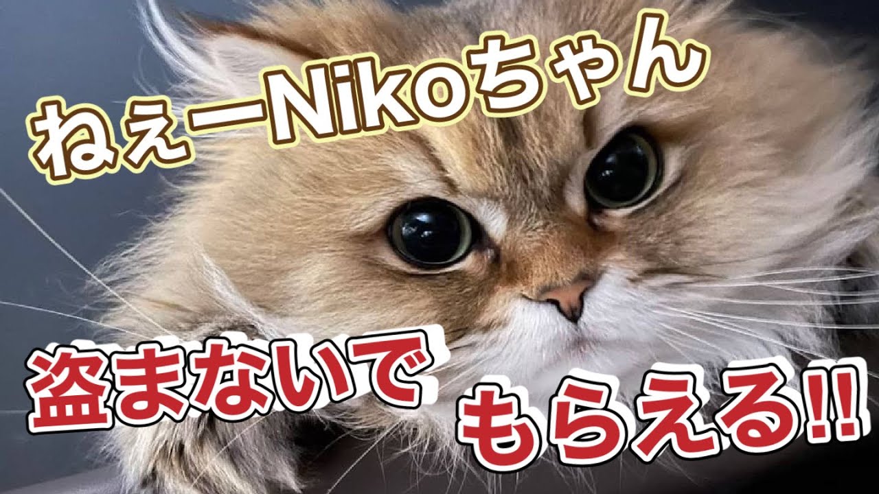 【ペルシャ猫】泥棒猫！可愛いから許された