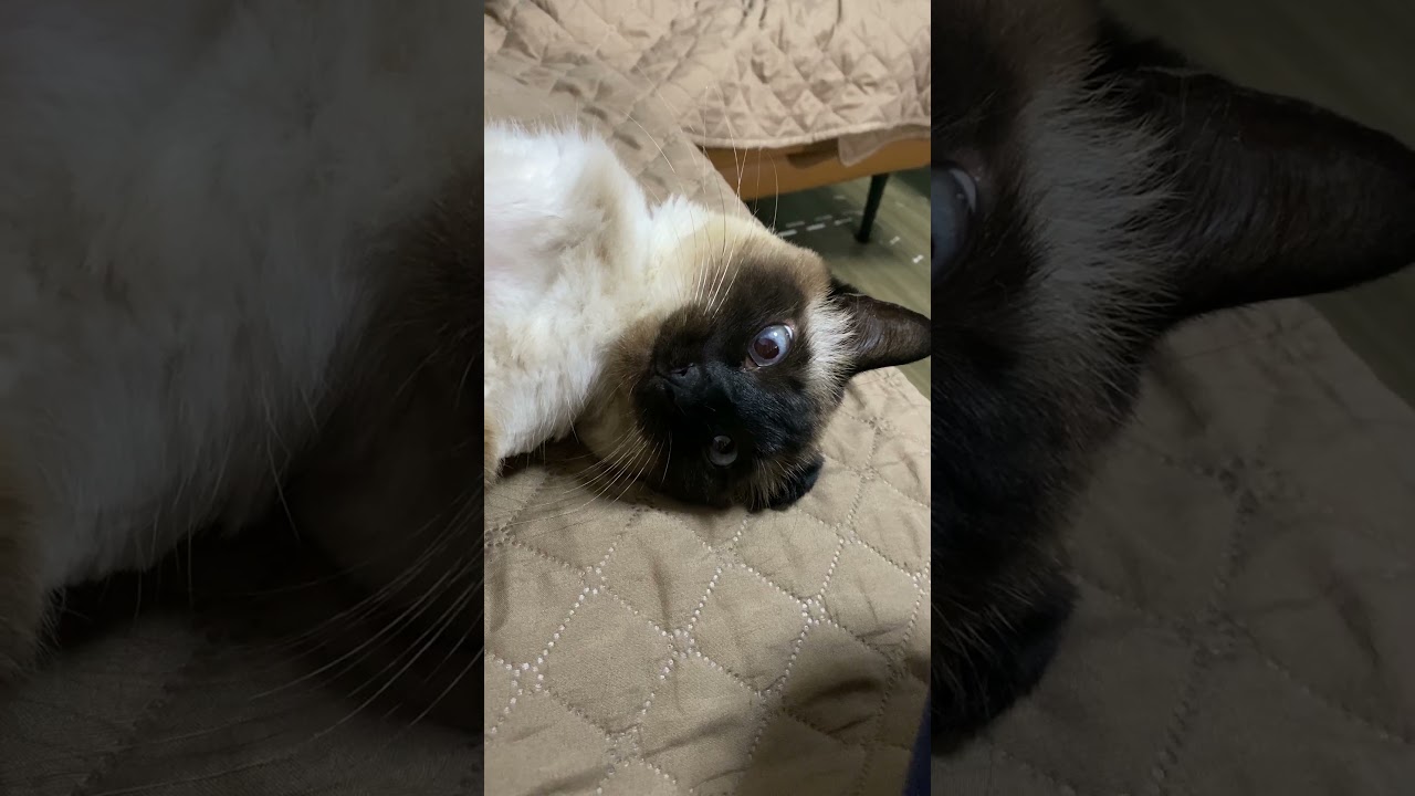 【2023.05.29】今日のシャム猫のふくさん（音無し）【たぬき猫】 #shorts