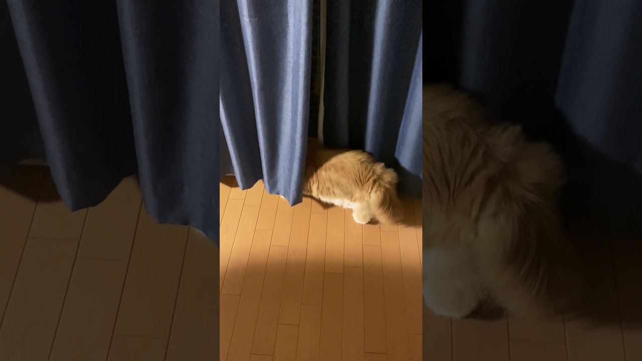 カーテンの向こうへ #shorts  #猫 #アメリカンカール #cat