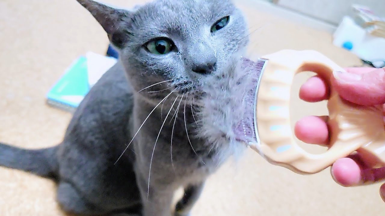 【猫動画】ブラッシングされたいロシアンブルー【russianbule】Russian blue that wants to be brushed