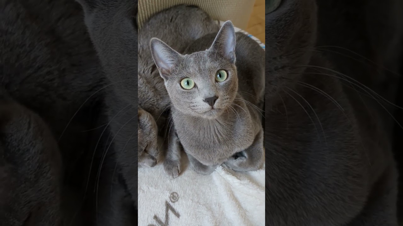 老猫を守ると決めた若猫🐈‍⬛💗🫶    #ロシアンブルー #russianblue #子猫
