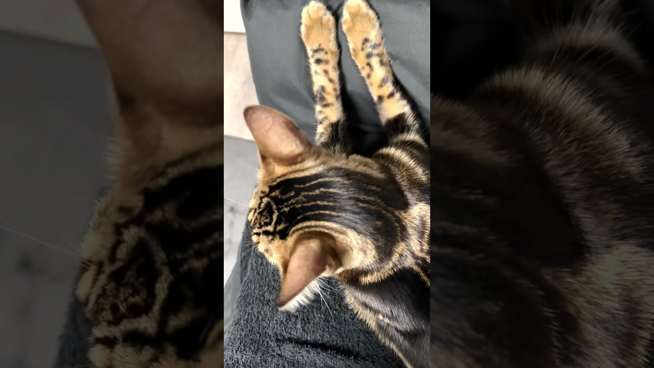 後ろ姿がただただ可愛い子猫w #shorts #猫 #ベンガル