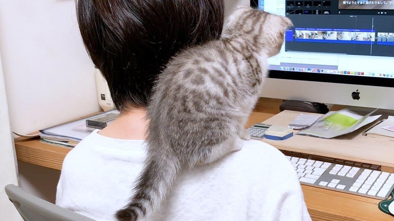 遊びに夢中すぎて肩に乗っちゃった子猫［スコティッシュフォールド］