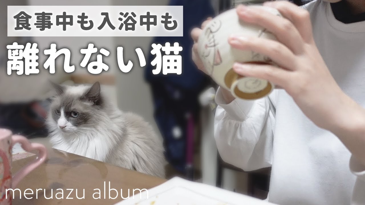 残業で遅く帰った日に過ごす、甘えん坊ラグドールとの夜