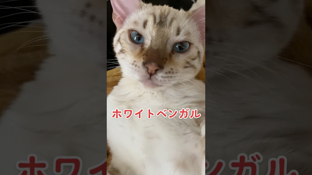 【子猫動画】ホワイトベンガル　生後4ヶ月半！　アイドル 　ベンガル猫　ネコ　ねこ　ゴロゴロ　#cat #bengalcat #ベンガル #ベンガル猫 #bengal #子猫 #猫 #ベンガル子猫