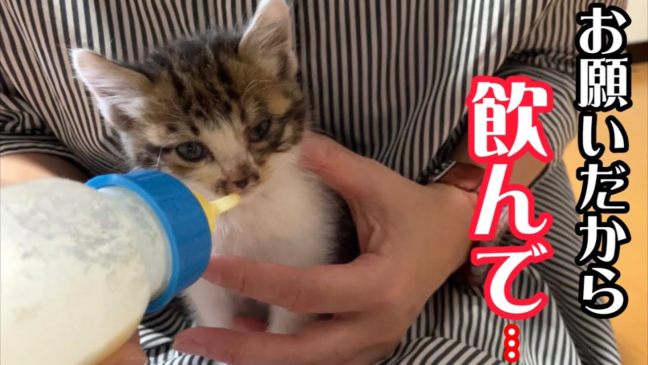 子猫がミルクを飲んでくれず困っていたら、まさかの展開に…