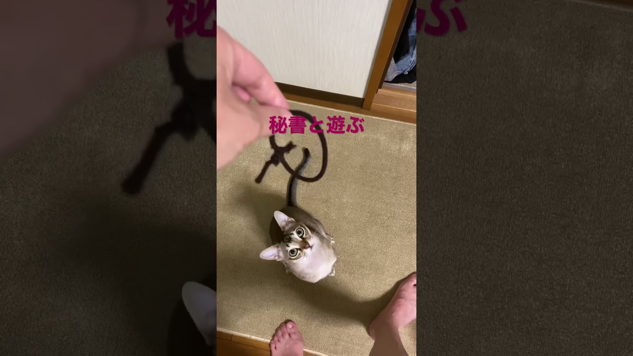 【シンガプーラ】ヘアーゴムで遊んでみた #animals #cat #pets #singapura #kitten #子猫 #jump