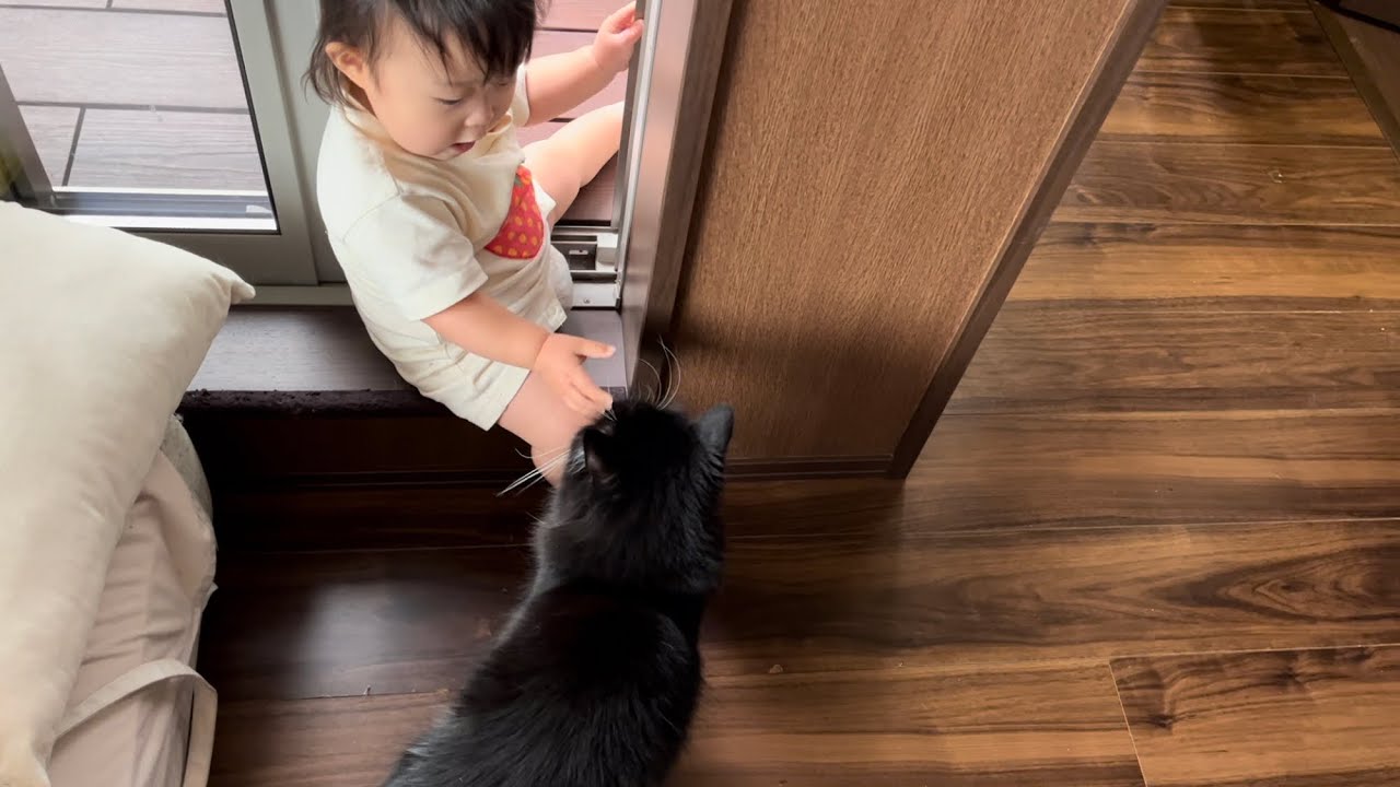思いやりが芽生えてきた赤ちゃんと仲が深まった猫　ラガマフィン　A cat who became close with a baby