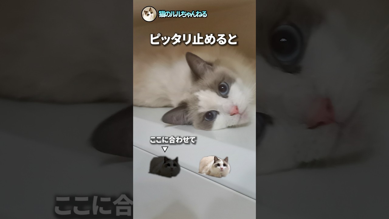 ピッタリ止めると面白画像　#ラグドール #猫
