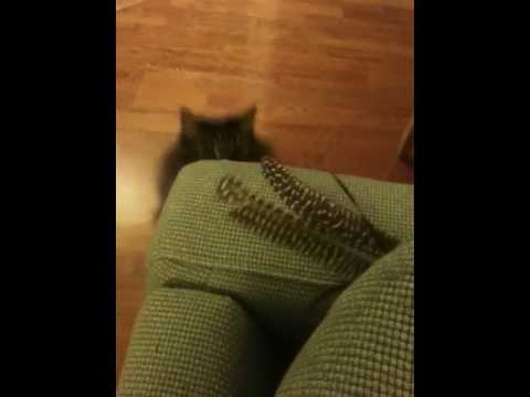 Brown Cat