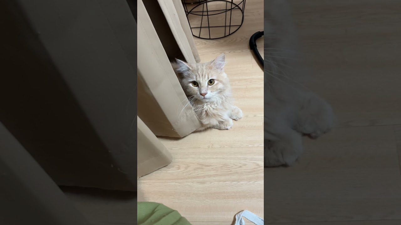 カーテンからひょっこり顔を出すかわいいサイベリアン♡