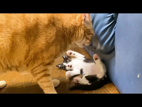 保護子猫にグイグイ近づく先住猫