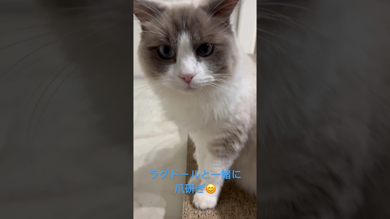 爪を一緒に研いでくれるラグドール　#shorts#ラグドール#Ragdoll#爪研ぎ