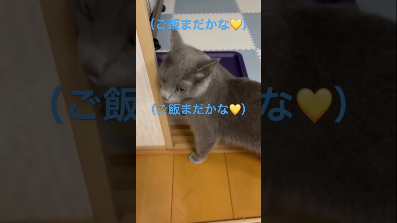 ご飯が待ち遠しくてブヒブヒ鳴く猫（ロシアンブルー）#shorts