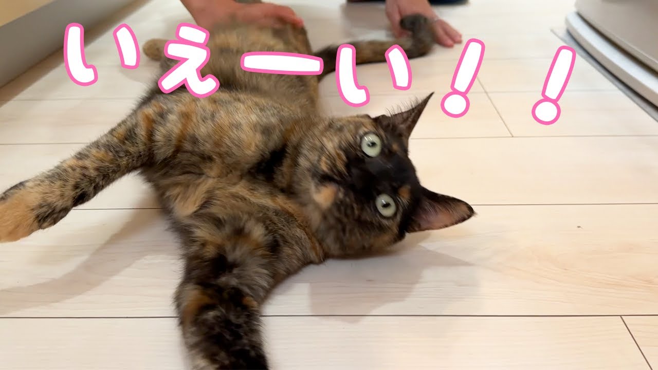 甘えるモモっちがコロコロしまくって可愛いの極みです！