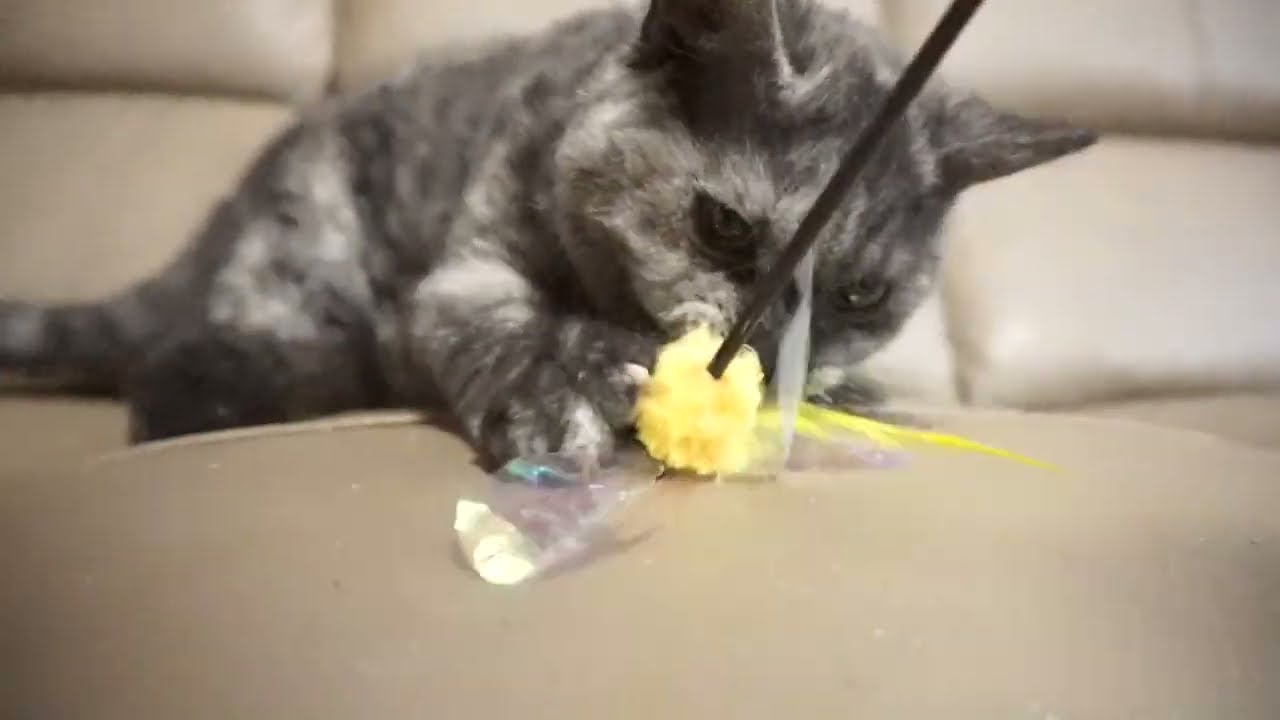 セルカークレックス子猫　2023.1.5産まれ 　シルバータビー　女の子　シーダキャット猫のお店　Selkirk Rex