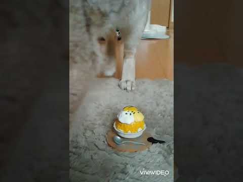 本日のデザートにワクワクなシンガプーラ猫　#shorts