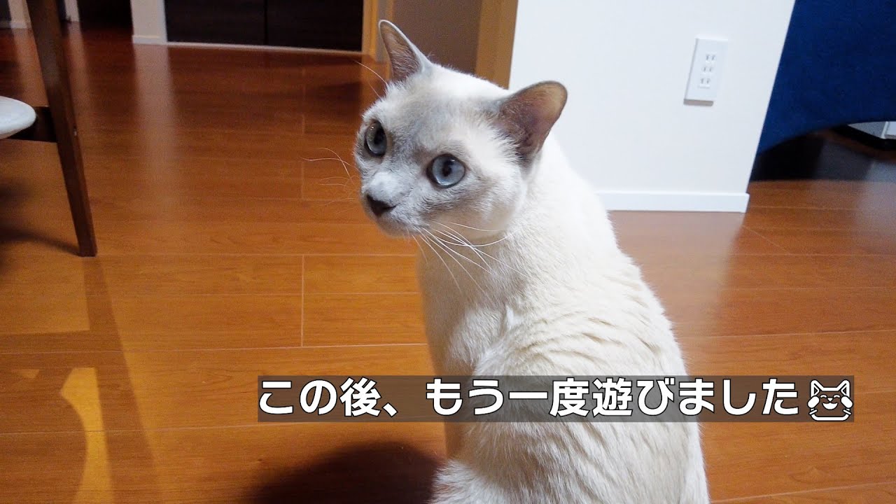【ストレス発散】【ロシアンブルー×トンキニーズ】トラさんのストレス発散方法（#120）