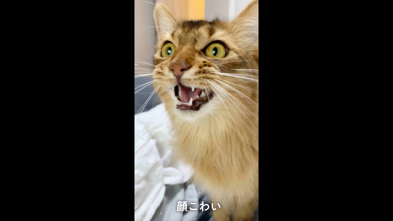 #124　凶悪な顔になるクラッキングするソマリ