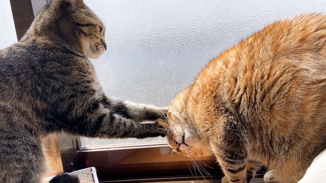 突然お姉ちゃん猫にお手手で顔をむぎゅっとされた妹猫の反応が…笑