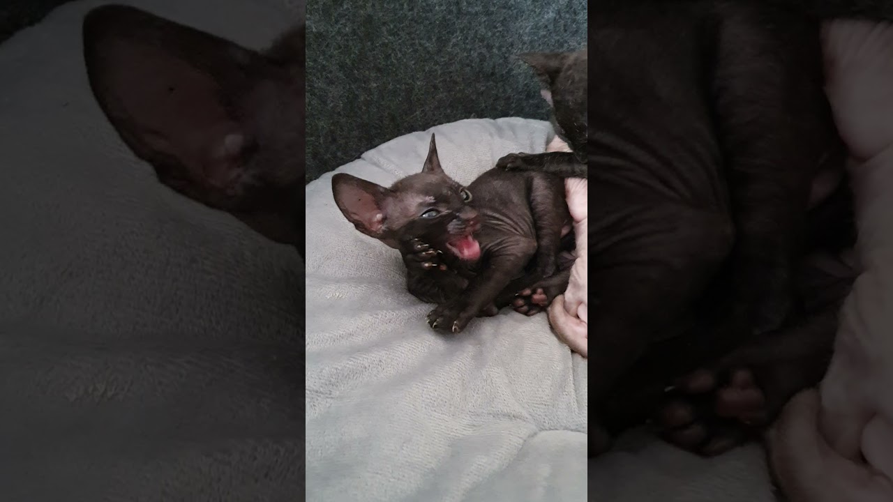 Cornish Rex cute kitten. Kenai , black kitty,  take a look!