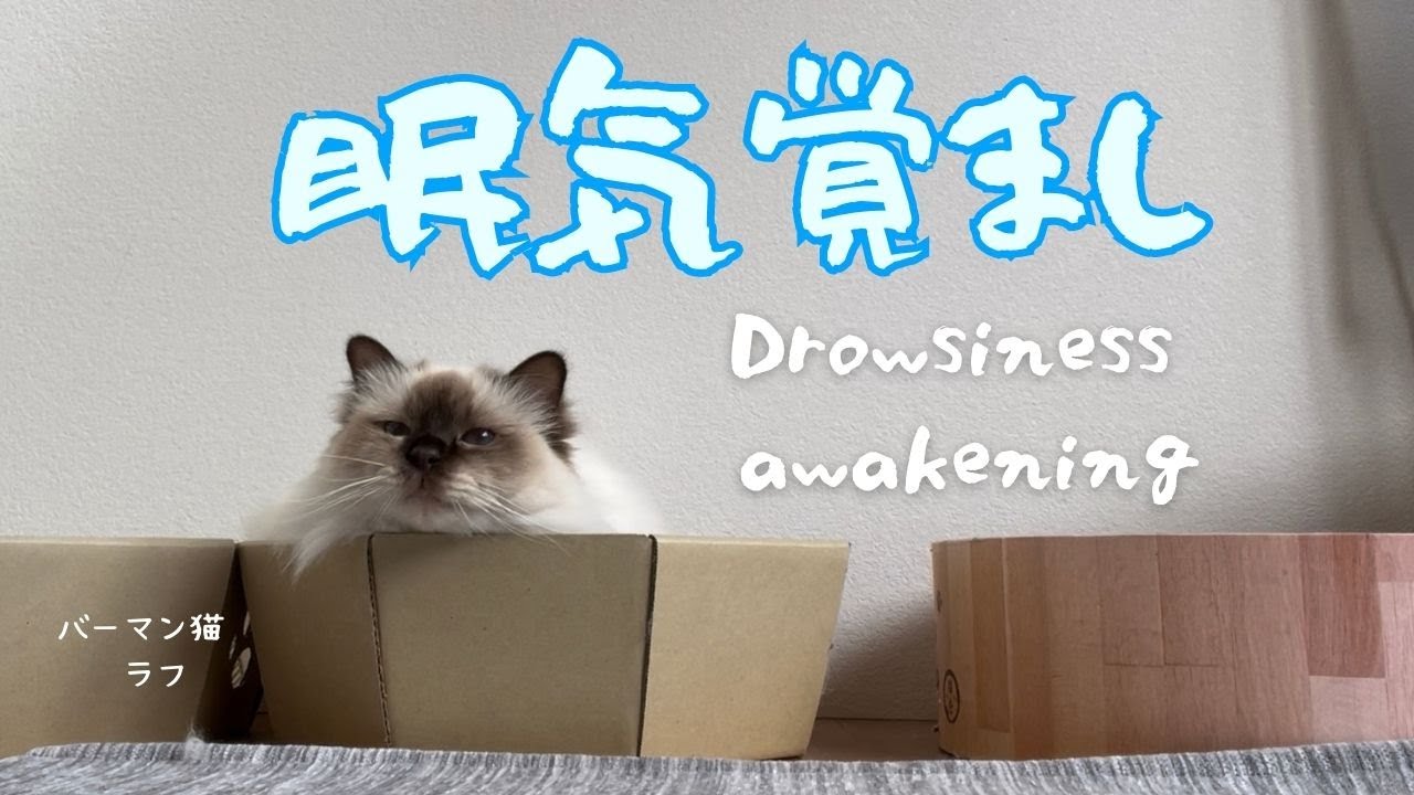 バーマン猫ラフ【眠気覚まし】Drowsiness awakening（バーマン猫）Birman/Cat