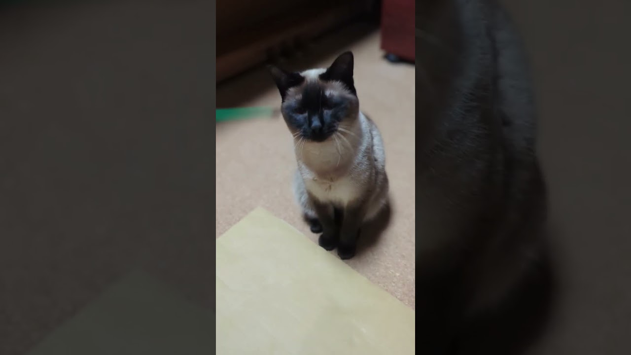 楽しい遊びシャム猫🐱 - Funny cats - #shorts