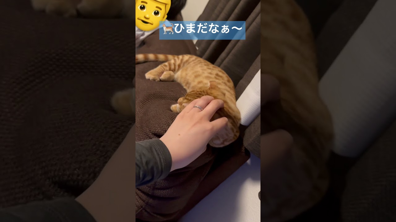夫婦揃ってゲームをしていると… #キンカロー #子猫 #cat #猫 #猫のいる暮らし #catlover #고양이 #catlovers #catvideo #catvideos