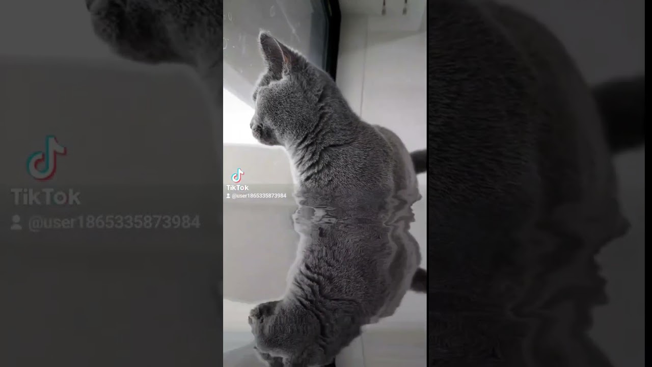水の中に潜る猫のシャルトリュー