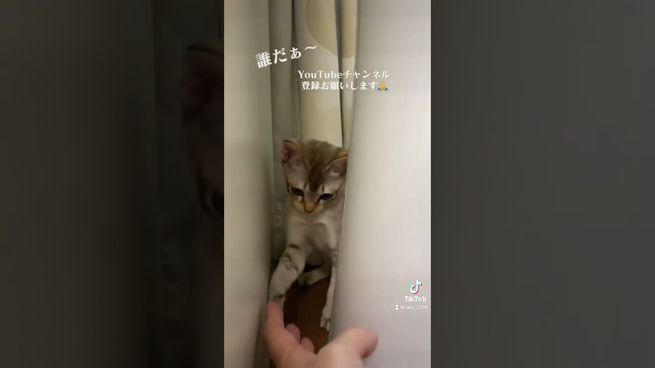 セラ社長とかくれんぼした結果…笑【シンガプーラ】 #animals #cat #pets #singapura #kitten #子猫