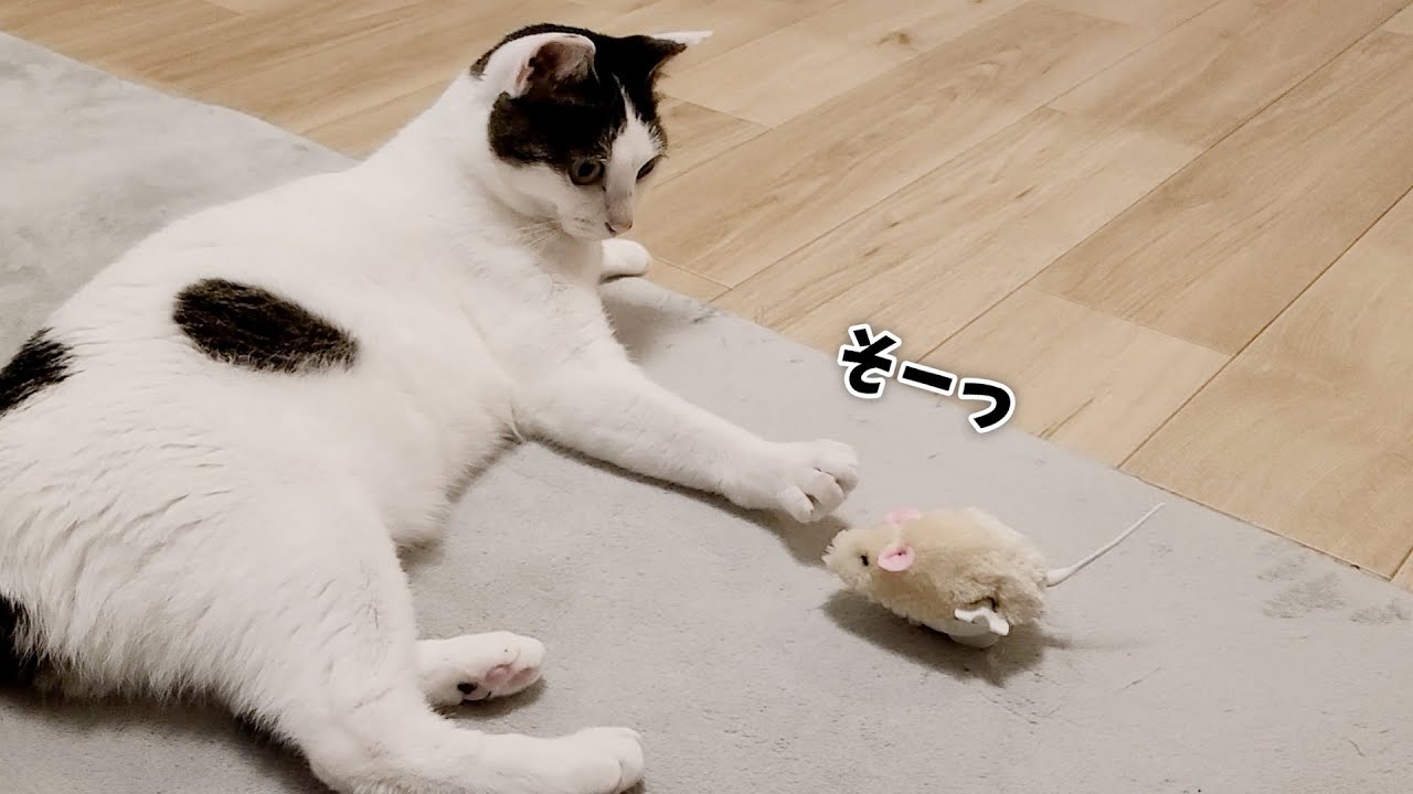 ねずみにビビり倒していた猫がこのあと急変します