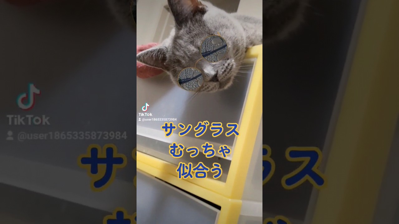 サングラスが似合う猫のシャルトリュー