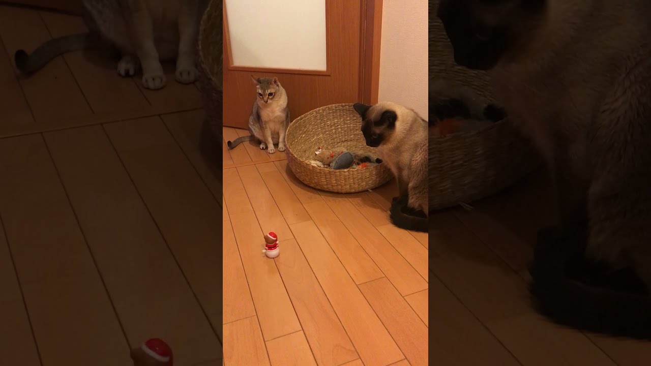 ネジ巻きサンタさんを見つめるシンガプーラとトンキニーズなのにゃ♪