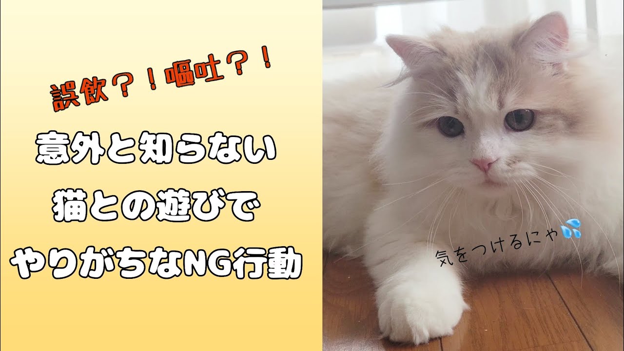 誤飲？！嘔吐？！知っておきたい猫との遊びの注意点#ラガマフィン #子猫 #cat #猫動画