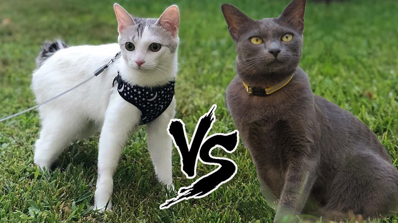 Japanese Bobtail VS Korat Cat | Korat vs Japanese Bobtail Cat Breed