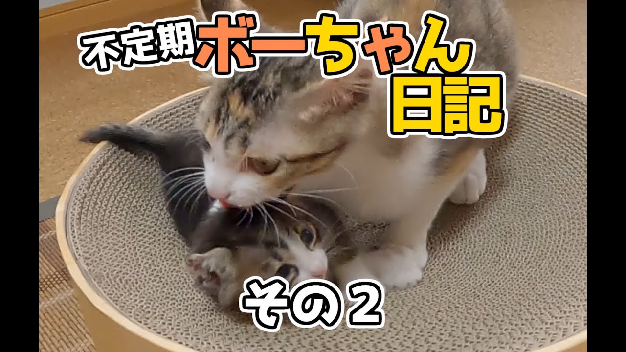【畑に捨てられた子猫のその後】ボーちゃんが歩けるようになるまでの軌跡02#保護猫 #猫 #cat #子猫