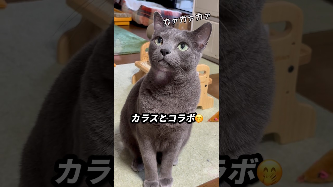 【ロシアンブルー】今朝のめろんのおねだり、ちと強め🫢【猫】#shorts