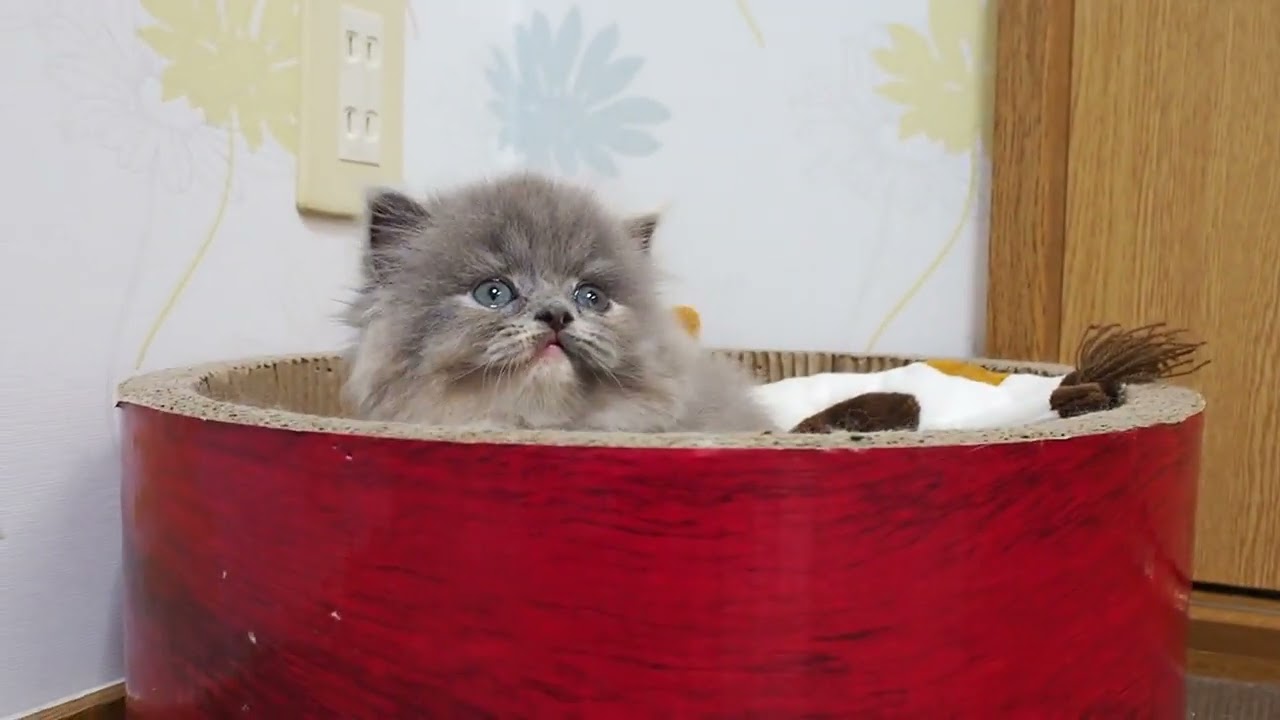 スコティッシュフォールド 健康的にブルークリーム（ロングヘアー）女の子。