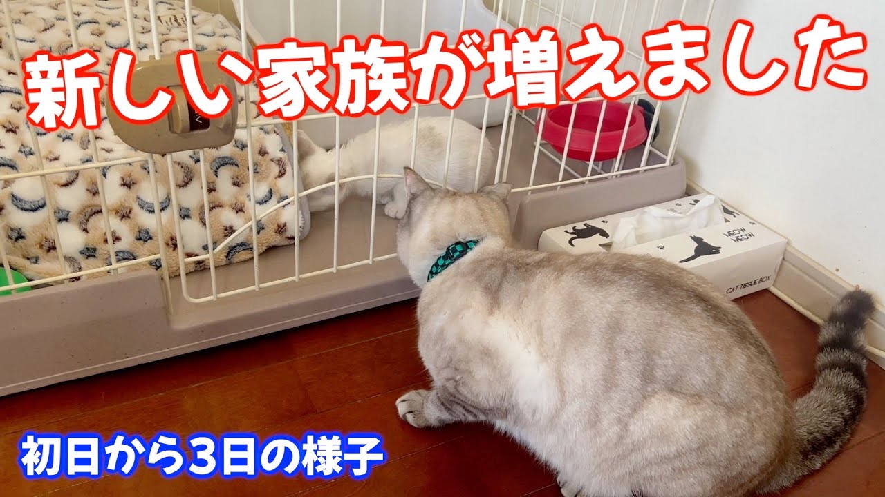 【ご報告】新しい家族が増えました（子猫生後2ヶ月）