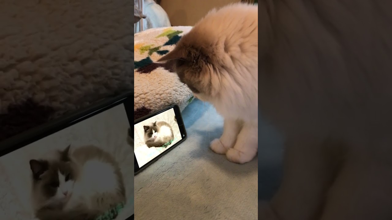 猫夢中❗️ 自分の動画見てる❗️ラグドール ぬいぐるみ猫 猫動画 猫癒し動画 猫かわいい動画 猫カフェ気分 もふもふ 3分の癒し 小さいラグドール ragdoll @minamin.ch.2022