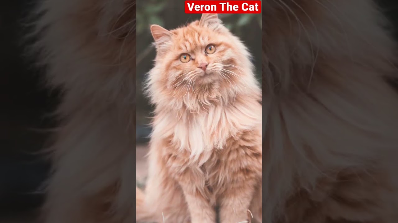 Brown cat long hair #shorts #cat #catvideo #2022inshort