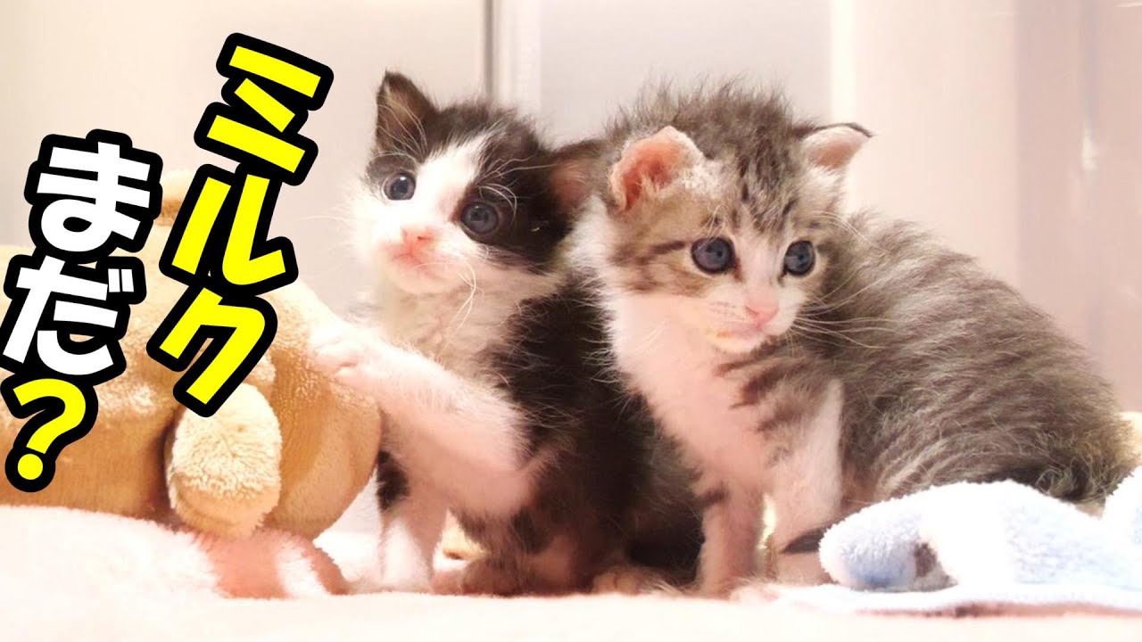 仲良く大暴れするほど元気になった子猫たち【赤ちゃん猫　保護猫】