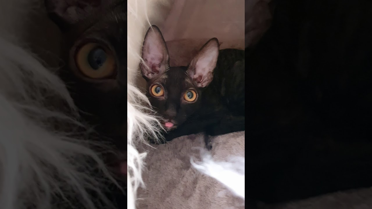 Cornish Rex Kitten in black! You wanna see!!!